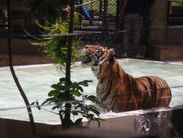 Tiger Kingdom - při obědě jsme sledovali koupání tigrů | Thailand - Chiang Mai - Atrakce - 7.8.2010